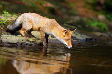 Young red fox (Vulpes vulpes) sneaks near water after prey in forest. The fox is reflected on the surface of a forest creek.