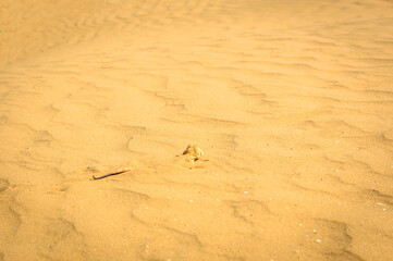 Spotted toad-headed Agama buried in sand close