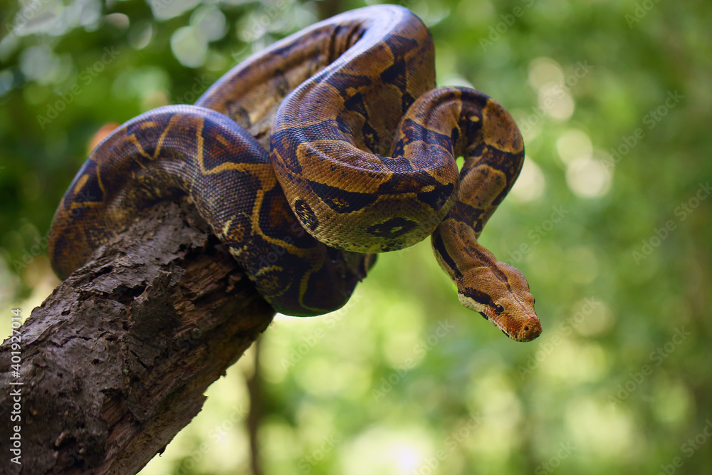Wall mural the boa constrictor (boa constrictor), also called the red-tailed or the common boa on a branch in t