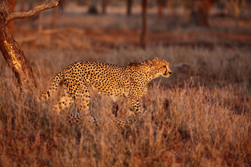 Obraz premium The cheetah (Acinonyx jubatus) walking through the grass at sunset among the trees. A large male cheetah while checking territory in the late orange evening light. Cheetah in dry yellow grass.