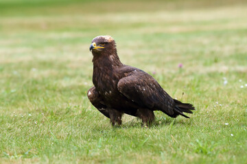 The steppe eagle (Aquila nipalensis) sitting on the ground on the grass. Big eagle in green.