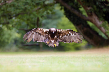 The steppe eagle (Aquila nipalensis) lands on the green grass. Big eagle in flight.