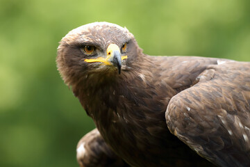 The steppe eagle (Aquila nipalensis) portrait. Portrait of a big eagle with a green background.