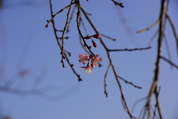 Pink cherry blossom on the blue sky background.