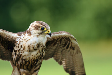 The saker falcon (Falco cherrug) portrait. Portrait of a big falcon with a green background.