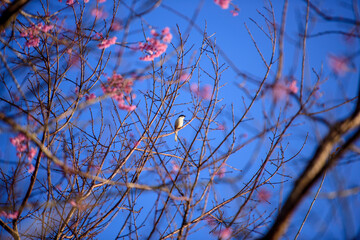 Pink cherry blossom on the blue sky background.