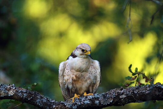 The lanner falcon (Falco biarmicus) sitting on a branch in a very dense tree. The little falcon camouflages itself in the middle of the leaves.
