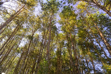 Morning sunrise through the pinewood treetops in thailand forest.