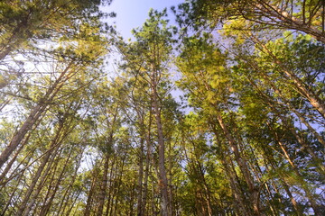 Morning sunrise through the pinewood treetops in thailand forest.