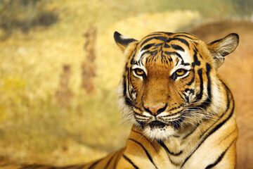 Fototapeta na wymiar The Malayan tiger (Panthera tigris jacksoni), Malayan harimau, portrait of an adult female. Head of a rare tiger on a yellow background.