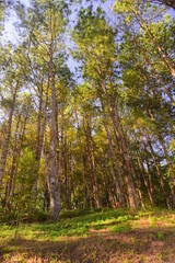 Morning sunrise through the pinewood treetops in thailand forest.