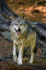 The grey wolf or gray wolf (Canis lupus) standing in the forest. A large wolf with its tongue sticking out stands in the middle of a European forest.
