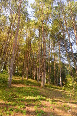 Morning sunrise through the pinewood treetops in thailand forest.