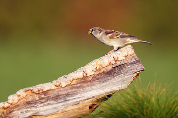 The house sparrow (Passer domesticus) flies sitting on a piece of wood with a green background....