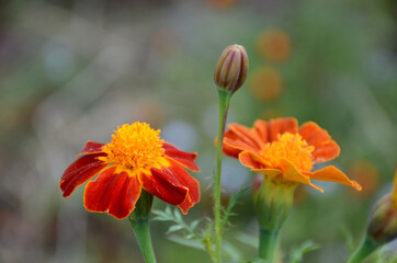 the red yellow marigold flower with leaves in the garden.
