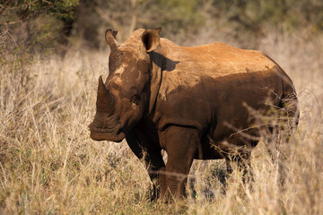Fototapeta premium The white rhinoceros or square-lipped rhinoceros (Ceratotherium simum) adult animals in the bush.Adult rhino with skin from mud in tall yellow grass.