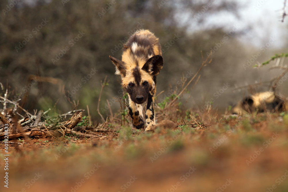 Sticker The African wild dog, African hunting dog, or African painted dog (Lycaon pictus), a young dog sneaking directly against the camera. A wild dog with typical hunting behavior.