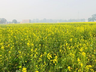 Obraz premium field of dandelions