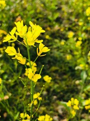 yellow flowers in spring