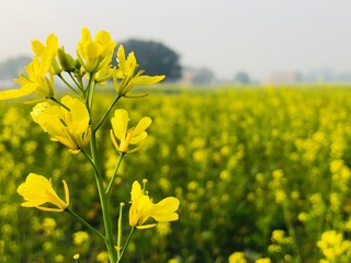 Obraz premium field of yellow flowers