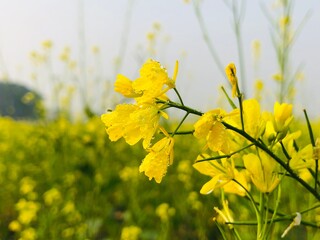 yellow flowers in spring