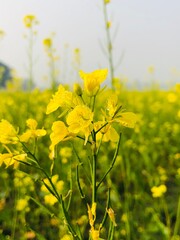 Obraz premium field of yellow flowers
