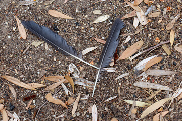 feathers on the ground amongst gum leaves