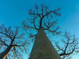 Baobab