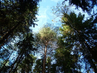 forest trees