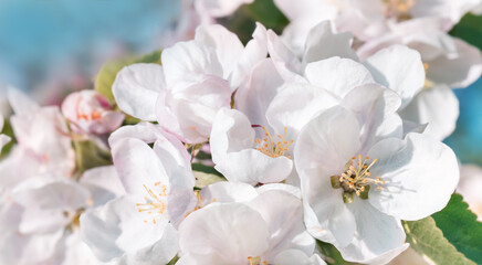 Spring or summer festive blooming with white flowers fruit tree branches against baby blue sky with sun light flares and bokeh. Fresh floral background banner with copy space. selective focus