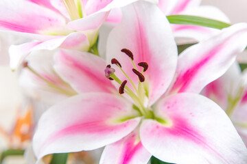 Fototapeta na wymiar Bouquet of white lilies on white background 
