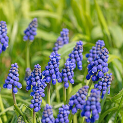 Blühende Traubenhyazinthen, Muscari, im Frühling