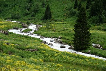 Obraz premium The unique view of trees and the harmony of green with the sky, which are the most beautiful things nature has to offer us