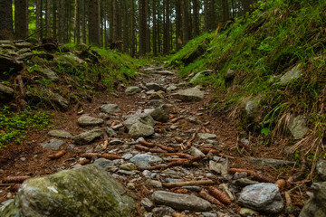 many stones on a path in a forest while hiking on a mountain