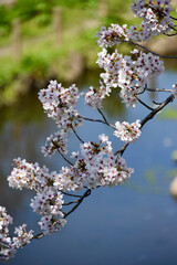 桜
