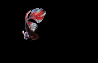 Big Beautiful Slayer or Halfmoon Blue and Betta, Cupang or Siamese Fighting fish, at Black background
