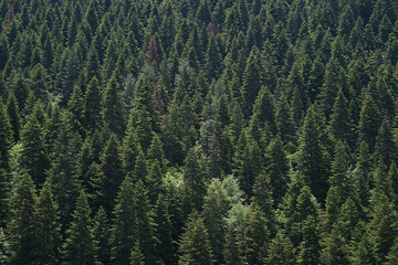 The landscape of an area full of pine trees. Pine trees are pretty common in Turkey, especially North of Turkey.
