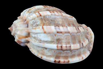 Seashell isolated on a black background. Macro photography.  Beautiful seashell close-up.