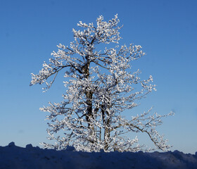 A photo with the theme of winter landscape with nature and trees inside.