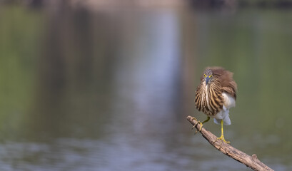 Pond Heron (Ardeola) perched on tree branch near water body.