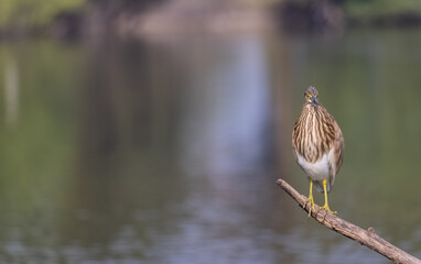 Pond Heron (Ardeola) perched on tree branch near water body.