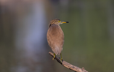 Pond Heron (Ardeola) perched on tree branch near water body.