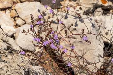 Tiny purple-flowered plant grown on the rock, rock flower
