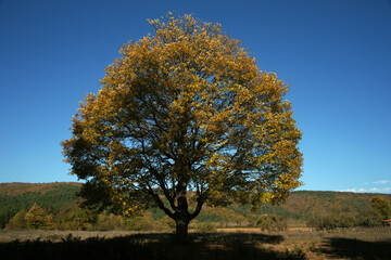The unique view of trees and the harmony of green with the sky, which are the most beautiful things nature has offered us