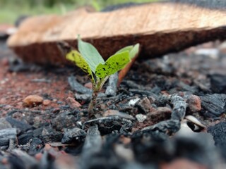 Growth alone