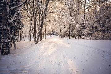 Winter landscape on a sunny day