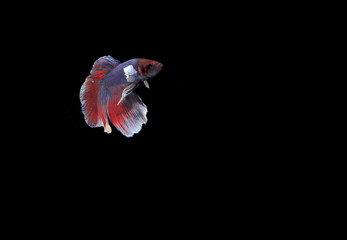 Big Beautiful Slayer or Halfmoon Blue and Betta, Cupang or Siamese Fighting fish, at Black background
