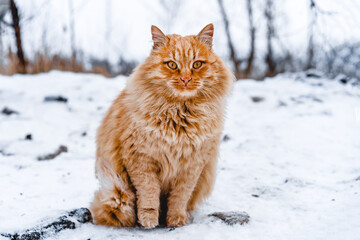 Beautiful fluffy red cat walks outside with winter landscape