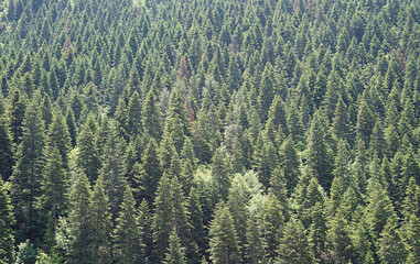 The landscape of an area full of pine trees. Pine trees are pretty common in Turkey, especially North of Turkey.