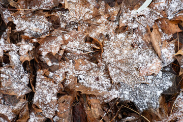 Autumn leaves covered with snow or frost in winter, cold temperature 